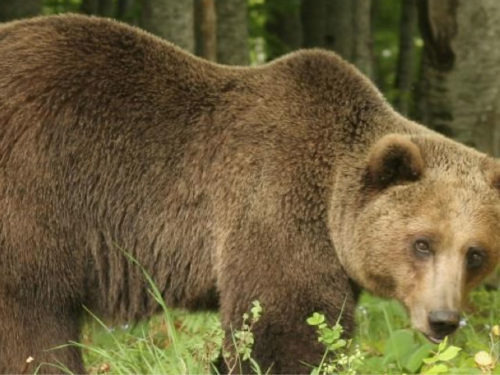 Το ταξιδιωτικό γραφείο Cosmorama Travel καταργεί την εκτύπωση εντύπων και υποστηρίζει τον Αρκτούρο