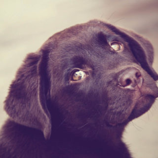 Πώς να βοηθήσετε τα αδέσποτα το χειμώνα