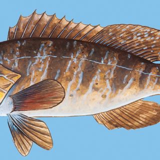 Γιατί τρώνε συνέχεια σφυρίδα στα επίσημα γεύματα;