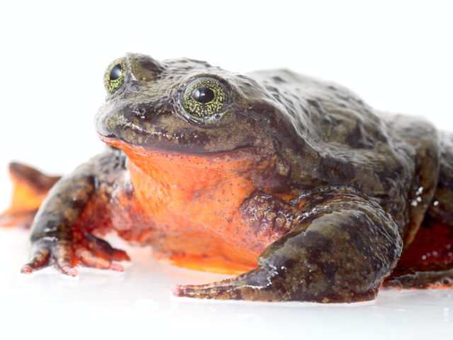 Ο Ρομέο, ο πιο μοναχικός βάτραχος στον κόσμο, επιτέλους βρήκε σύντροφο… Την Ιουλιέτα.