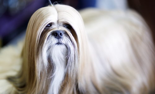 Tα μικρά παιδιά που ζουν σε σπίτια με σκύλο έχουν καλύτερη κοινωνική και συναισθηματική ανάπτυξη