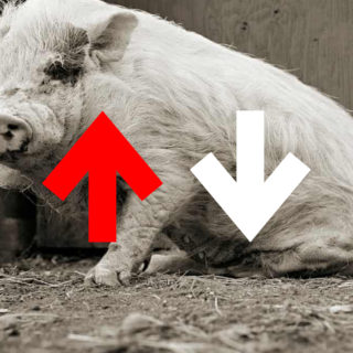 ΟΛΑ POPA #90: Θαυμάζοντας τα εξημερωμένα ζώα όταν γεράσουν