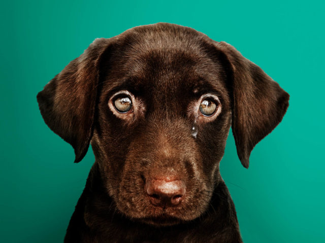 Το Report Animal Abuse θέλει να δώσει τέλος στην κακοποίηση των ζώων