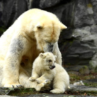 Ένα πολικό αρκουδάκι έκανε την πρώτη του βόλτα στο ζωολογικό κήπο Tierpark