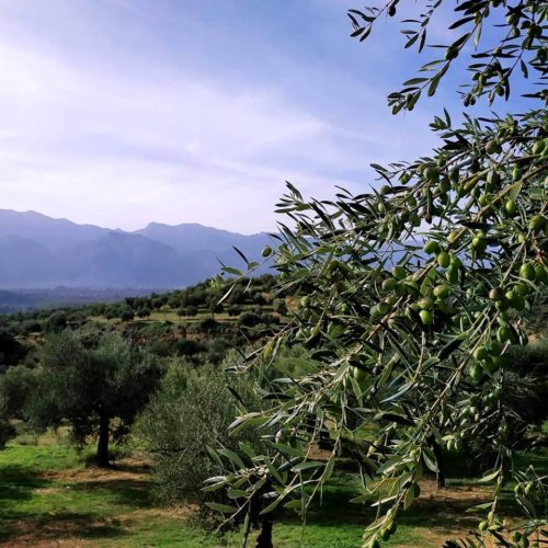 Ποιες είναι οι πιο υγιεινές ελιές του κόσμου;