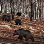 Θεσσαλονίκη: Με μια απουσία, ξύπνησαν οι αρκούδες στο καταφύγιο του «Αρκτούρου»