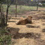 Η Turkish Cargo μετέφερε τα λιοντάρια του τσίρκου στο φυσικό τους περιβάλλον