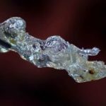 Επιστήμονες στη Γερμανία δημιούργησαν διαφανή ανθρώπινα όργανα