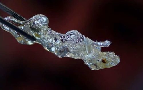 Επιστήμονες στη Γερμανία δημιούργησαν διαφανή ανθρώπινα όργανα