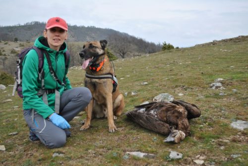 Δηλητηρίαση σπάνιων αρπακτικών πουλιών στη Θράκη