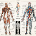 Έζησε μια ζωή με τα όργανα της σε λάθος θέση