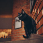 Γάτες μέσα στο σπίτι σημαίνει καλύτερη υγεία και για εκείνες και για εσάς