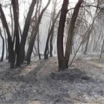 2.000 στρέμματα παρθένου δάσους μετατράπηκαν σε στάχτη στη Στροφυλιά