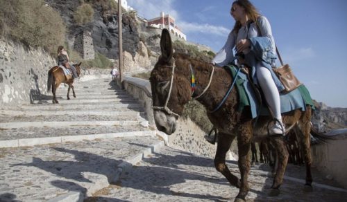 Καμπάνια ευαισθητοποίησης για τα γαϊδουράκια στη Σαντορίνη