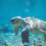 Τα Χανιά παίρνουν μέτρα για την προστασία της θαλάσσιας χελώνας