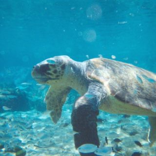 Τα Χανιά παίρνουν μέτρα για την προστασία της θαλάσσιας χελώνας