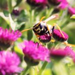 H σφήκα δεν έχει ένστικτο αλλά λογική