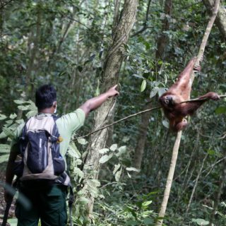Ουρακοτάγκοι απελευθερώθηκαν στην Ινδονησία, αφού μαθήτευσαν στο «σχολείο του δάσους»