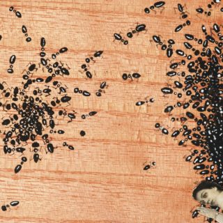 Τα μυρμήγκια της «χαράς»