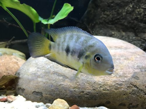 Ο ερωτικός χωρισμός πονάει και τα ψάρια