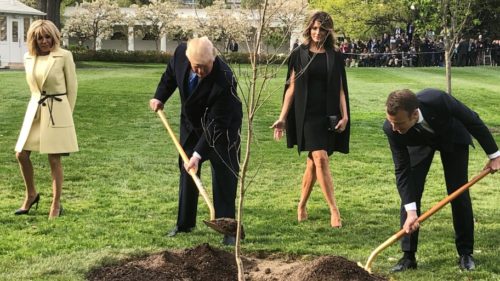 Πέθανε το δέντρο του Μακρόν και του Τραμπ