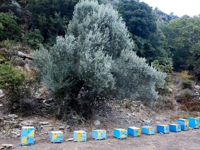 Πέντε καρτ-ποστάλ από την Κάρυστο