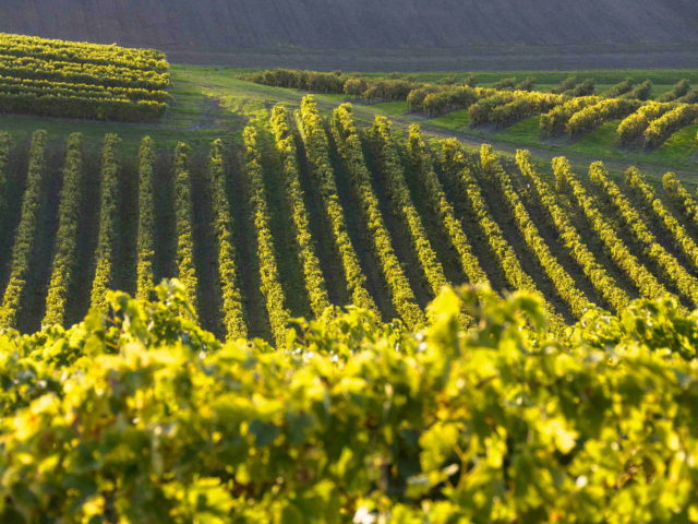 Ιστορίες από τους αμπελώνες της νοτιοδυτικής Γαλλίας