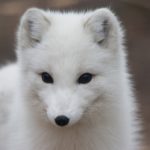 Μια αρκτική αλεπού έφτασε από τη Νορβηγία στον Καναδά σε μόλις 76 ημέρες