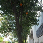 Πλέον μπορείτε να υιοθετήσετε ένα δέντρο της Αθήνας