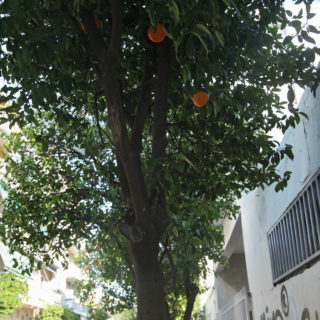 Πλέον μπορείτε να υιοθετήσετε ένα δέντρο της Αθήνας