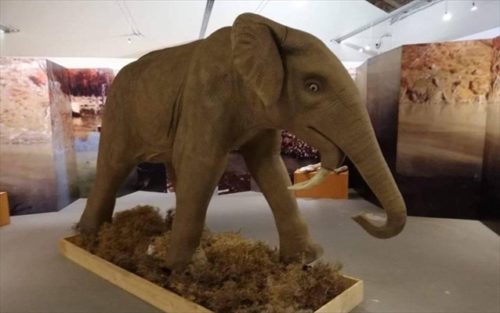 Το «δεινοθήριο της Λέσβου» στο Μουσείο Φυσικής Ιστορίας Απολιθωμένου Δάσους στο Σίγρι