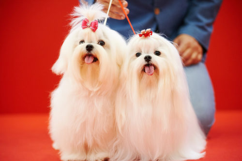 Στο Discover Dogs θα γιορτάσετε την αγάπη για τους σκύλους σας