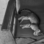 Χανιά: Δράσεις της δημοτικής Αρχής για την προστασία των αδέσποτων ζώων συντροφιάς