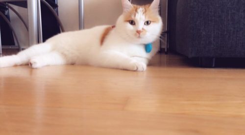 Ο Σύρος γάτος πρόσφυγας της Ειδομένης ζει πλέον ξέγνοιαστος στη Σουηδία