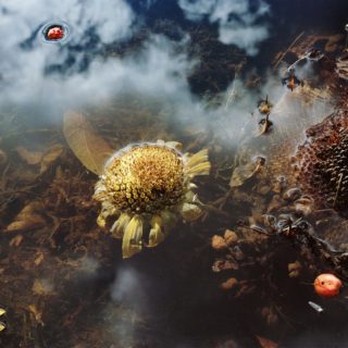 Η Jocelyn Lee αγαπά να αποτυπώνει τον αισθησιασμό του γυμνού, γερασμένου γυναικείου κορμιού