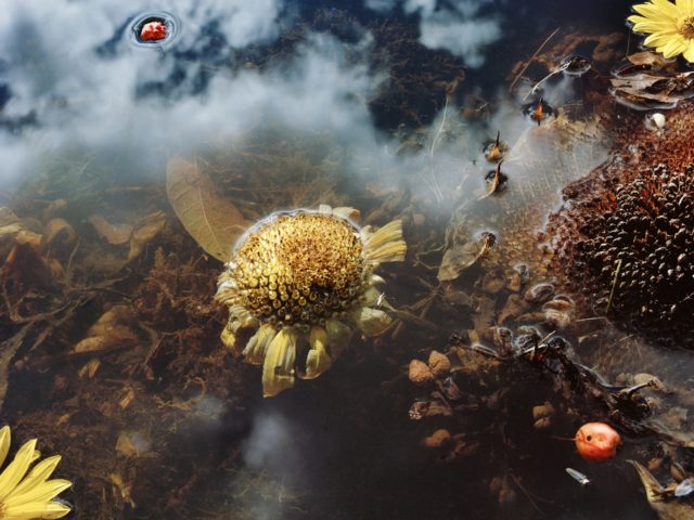 Η Jocelyn Lee αγαπά να αποτυπώνει τον αισθησιασμό του γυμνού, γερασμένου γυναικείου κορμιού