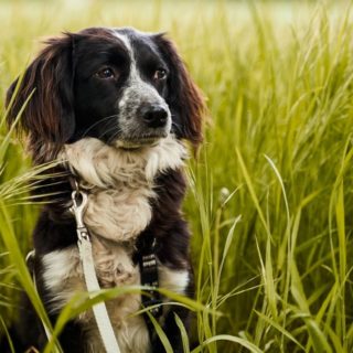 Μυστηριώδης θανατηφόρα ασθένεια πλήττει δεκάδες σκυλιά στη Νορβηγία