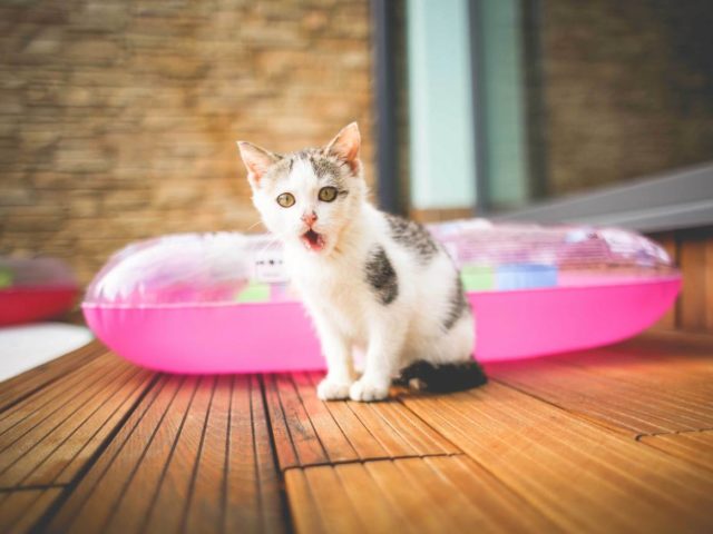 Οι τροφές που δεν πρέπει να τρώει η γάτα σου