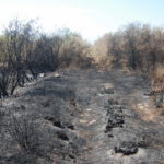 Θεσσαλονίκη: Καταστροφές από πυρκαγιά στην προστατευόμενη περιοχή Αλυκής Κίτρους