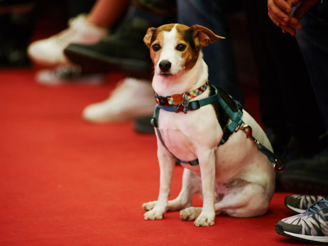 Discover Dogs 2019: Μια έκθεση για τον καλύτερο φίλο του ανθρώπου