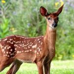 ΗΠΑ: Ασθένεια κάνει τα ελάφια ζόμπι