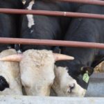 Ταύροι χωρίς κέρατα δημιουργήθηκαν με γενετική τροποποίηση