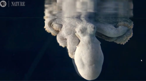 Εκπληκτικό βίντεο δείχνει χταπόδι να αλλάζει χρώματα όσο ονειρεύεται  [BINTEO]