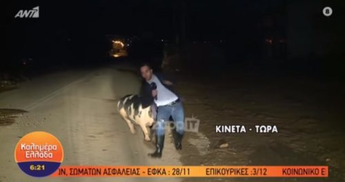 Γουρούνι κυνηγάει ρεπόρτερ ζωντανά στον αέρα (ΒΙΝΤΕΟ)
