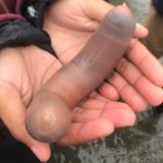 Χιλιάδες ψάρια σε σχήμα πέους, ξεβράστηκαν σε ακτή της Καλιφόρνια