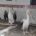 Αεροπορικώς στην Κερκίνη από την Κύπρο δύο ροδοπελεκάνοι που «ξέμειναν» στη μετανάστευση