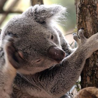 Νέα Ζηλανδία: Χιλιάδες άνθρωποι έχουν υπογράψει αίτηση για τη μεταφορά κοάλα στη χώρα