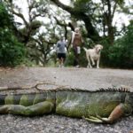 Μην πετάτε τα ιγκουάνα στα σκουπίδια