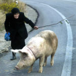 Βουλγαρία: Η αφρικανική πανώλη έχει καταστρέψει το 15% του πληθυσμού των χοίρων