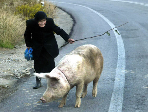 Βουλγαρία: Η αφρικανική πανώλη έχει καταστρέψει το 15% του πληθυσμού των χοίρων
